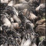 Best Time for Wildlife Migration in Uganda