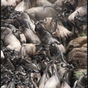 Best Time for Wildlife Migration in Uganda