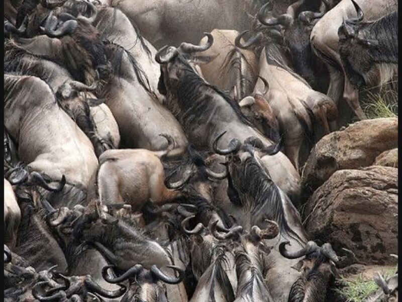 Best Time for Wildlife Migration in Uganda