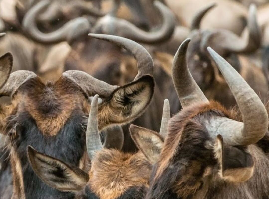 Kob Migration in Kidepo