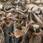 Kob Migration in Kidepo