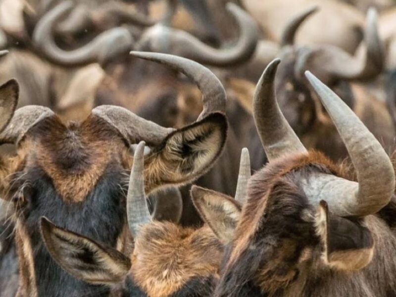 Kob Migration in Kidepo