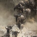 Kasenyi Warthogs in Queen Elizabeth National Park