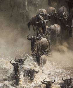 Kasenyi Warthogs in Queen Elizabeth National Park
