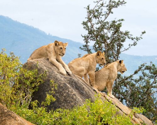 Tsavo East & West National Parks