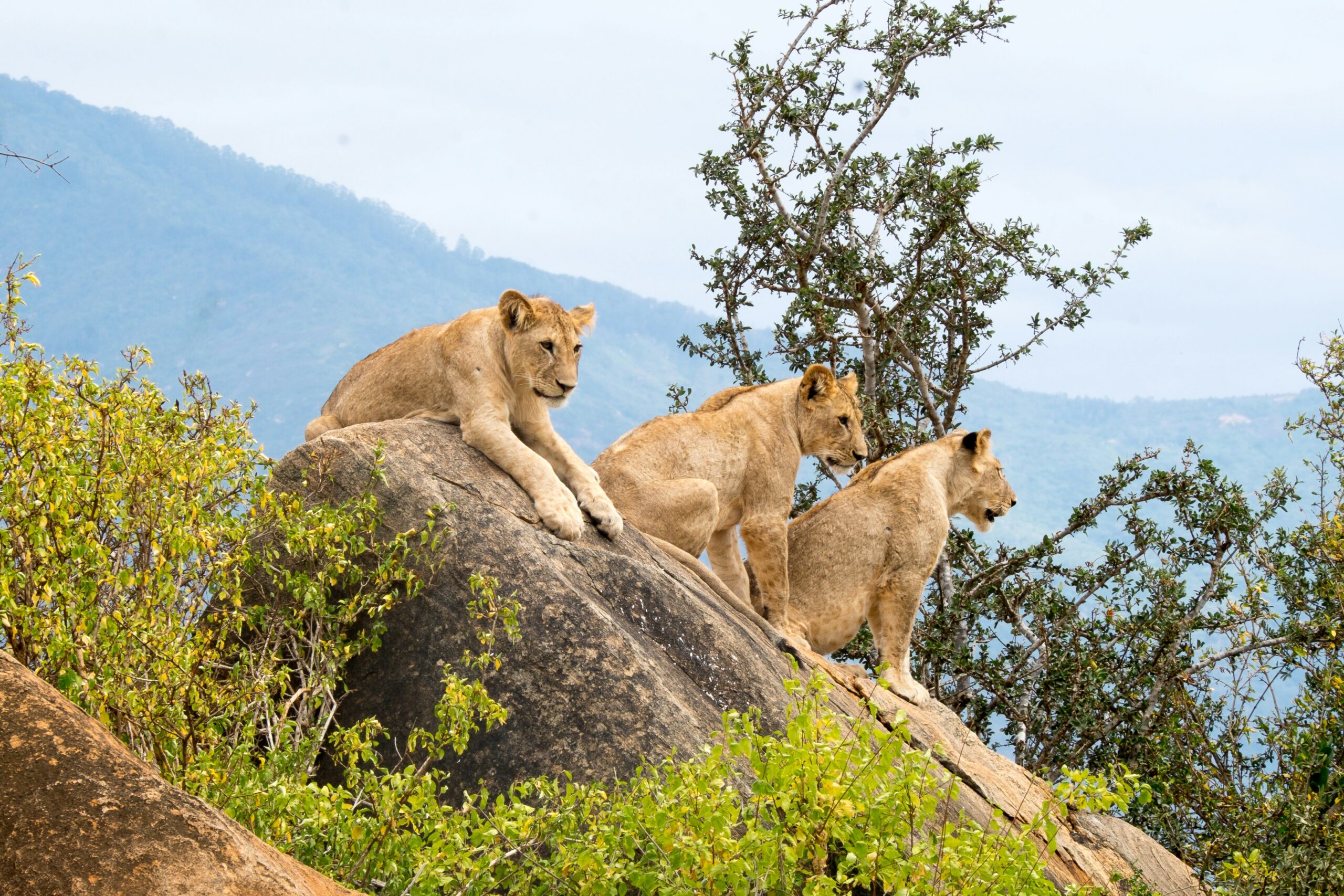 Tsavo East & West National Parks