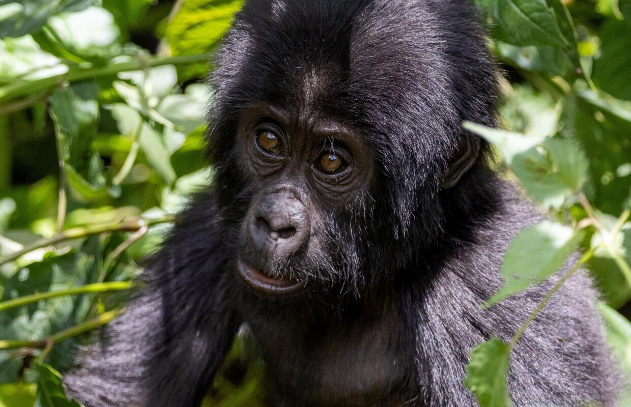 Nyungwe National Park in Rwanda