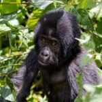 Nyungwe National Park in Rwanda