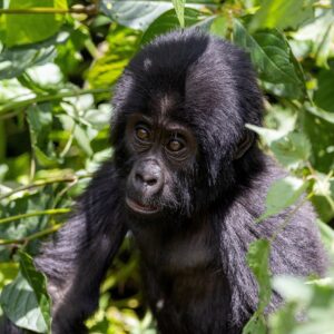 Nyungwe National Park in Rwanda