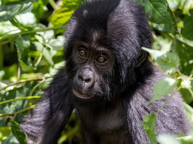 Nyungwe National Park in Rwanda