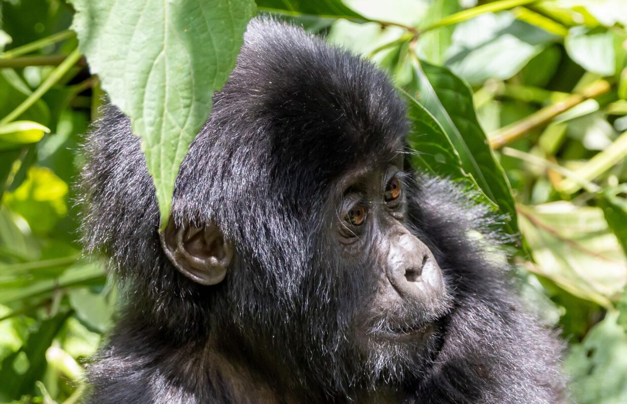 Wildlife in Gishwati-Mukura National Park