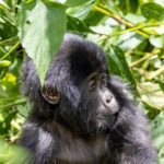 Wildlife in Gishwati-Mukura National Park