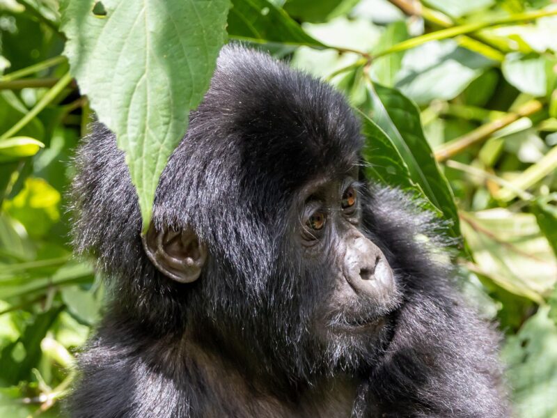 Wildlife in Gishwati-Mukura National Park