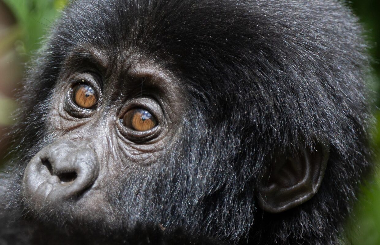 Volcanoes National Park in Rwanda 
