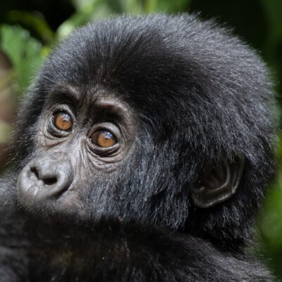 Volcanoes National Park in Rwanda 