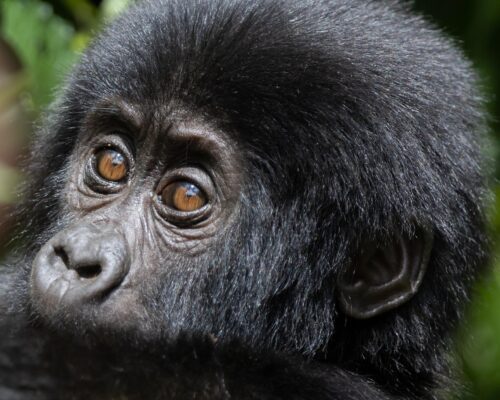 Volcanoes National Park in Rwanda 
