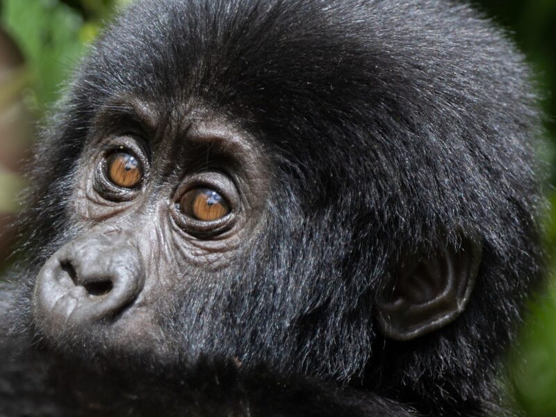Volcanoes National Park in Rwanda 