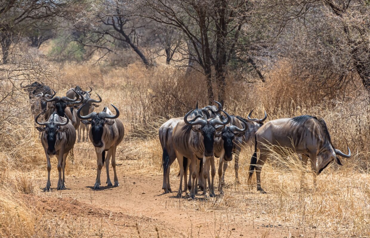Warthog Walk in Lake Mburo National Park