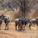 Warthog Walk in Lake Mburo National Park