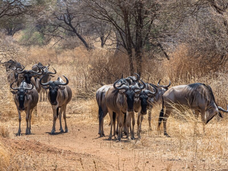 Warthog Walk in Lake Mburo National Park