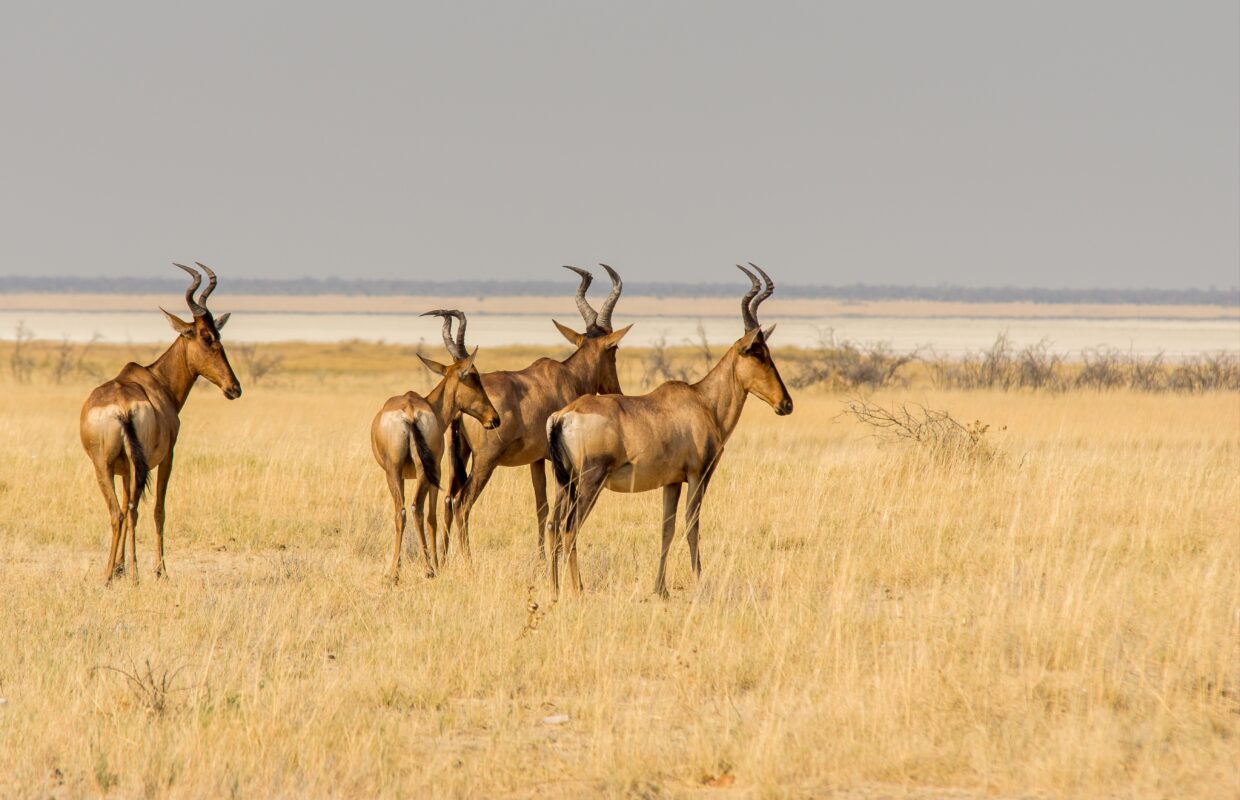 Walk with Elands in Lake Mburo National Park