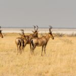 Walk with Elands in Lake Mburo National Park