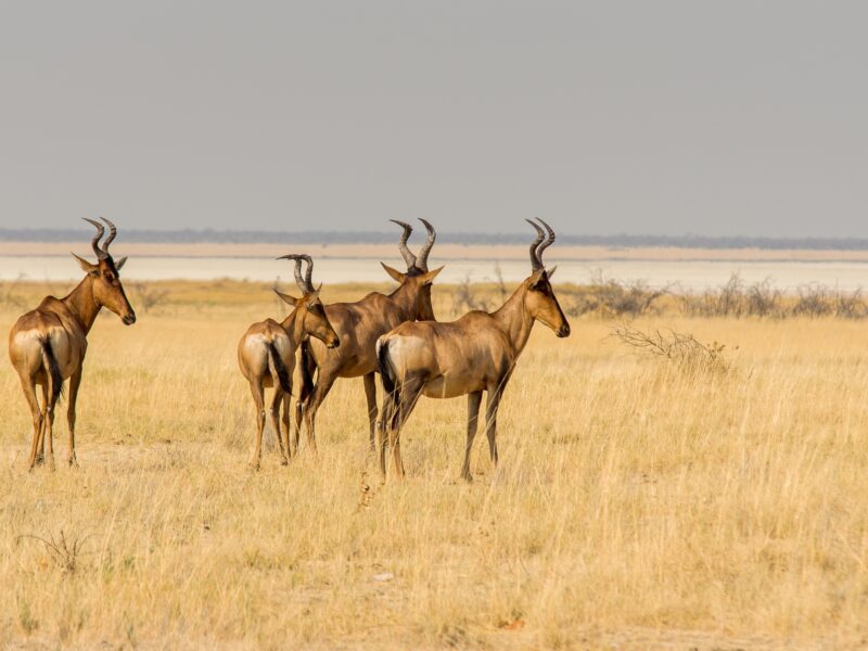 Walk with Elands in Lake Mburo National Park