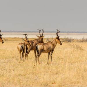 Walk with Elands in Lake Mburo National Park