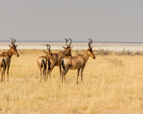 Walk with Elands in Lake Mburo National Park