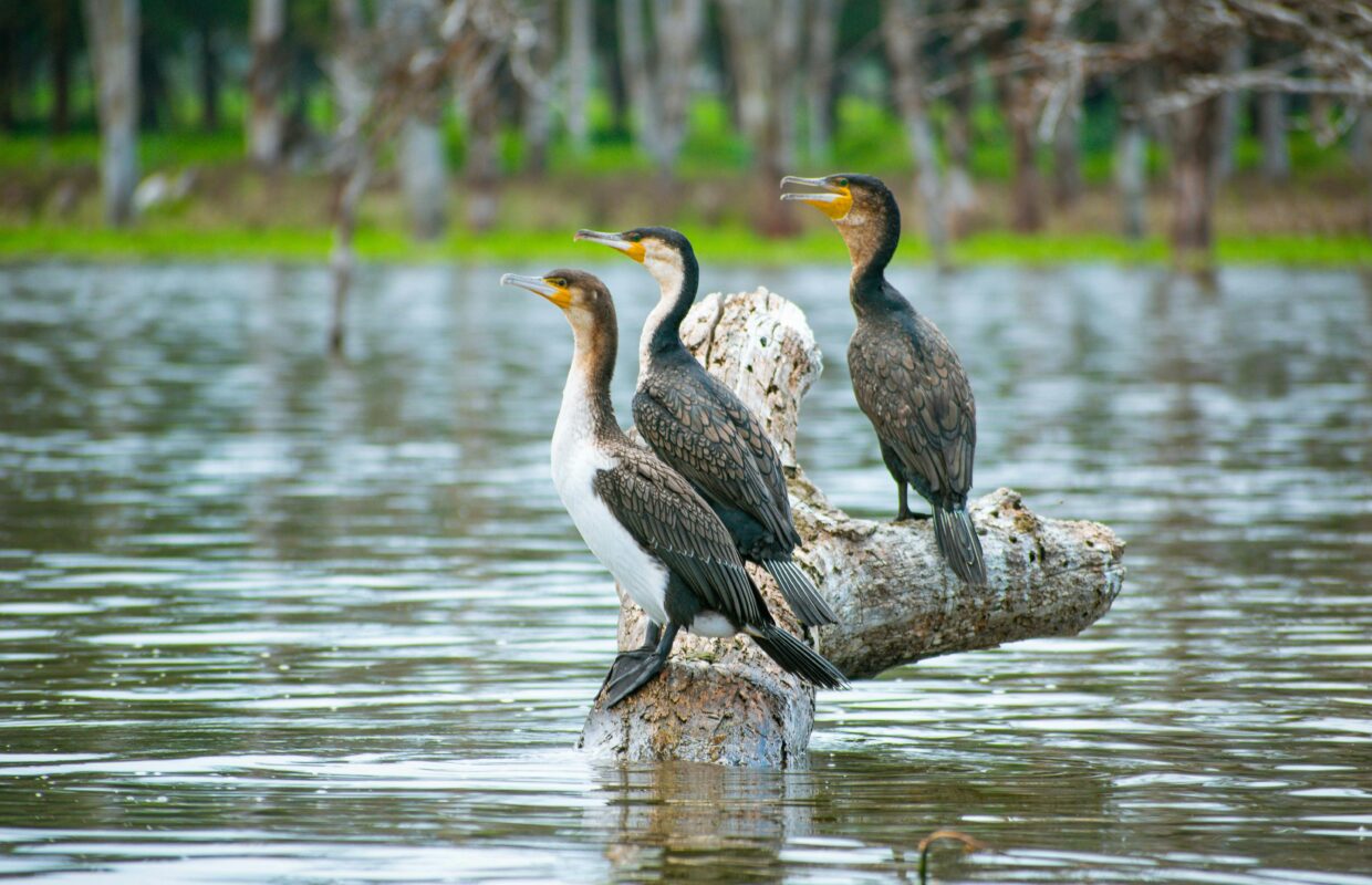 Birdwatching in Semuliki National Park