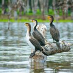 Birdwatching in Semuliki National Park