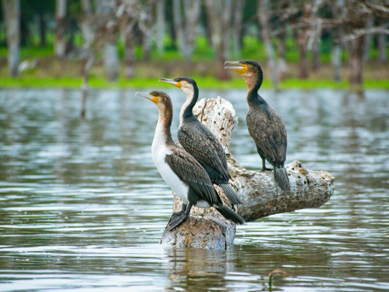 Birdwatching in Semuliki National Park
