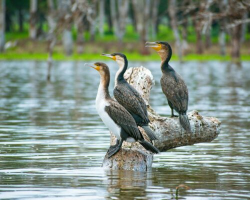 Birdwatching in Semuliki National Park