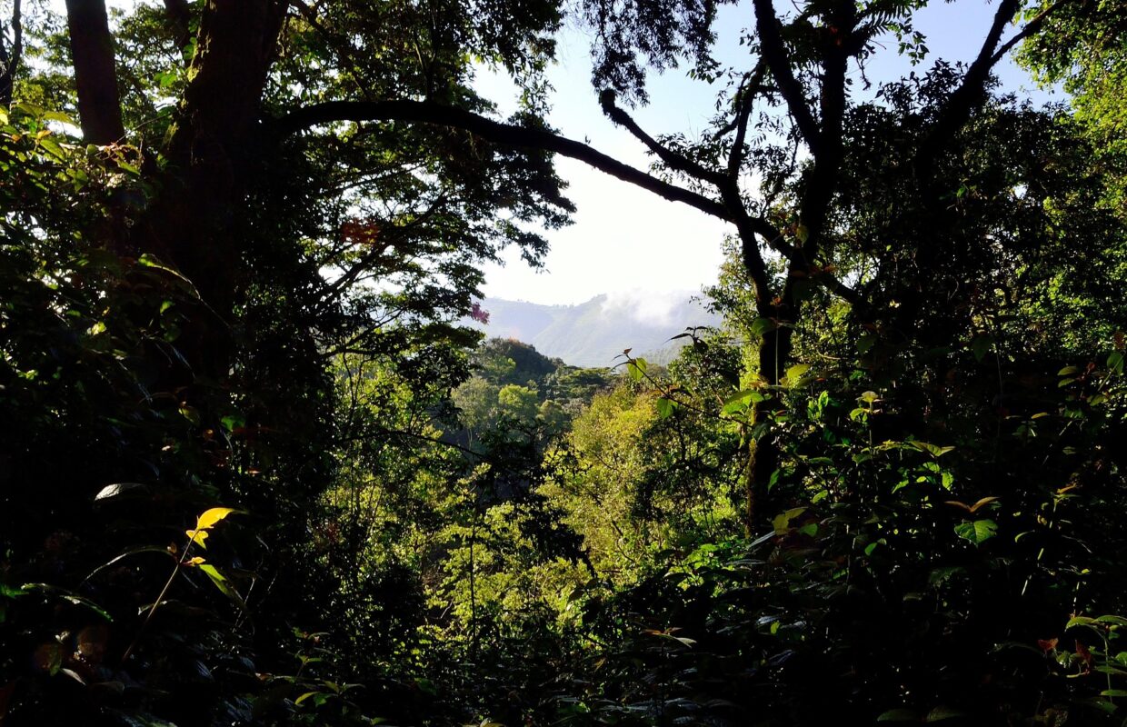 Why Bwindi Impenetrable National Park Is Called “Impenetrable”