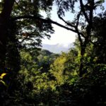 Why Bwindi Impenetrable National Park Is Called “Impenetrable”