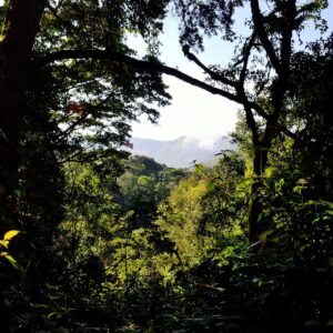 Why Bwindi Impenetrable National Park Is Called “Impenetrable”