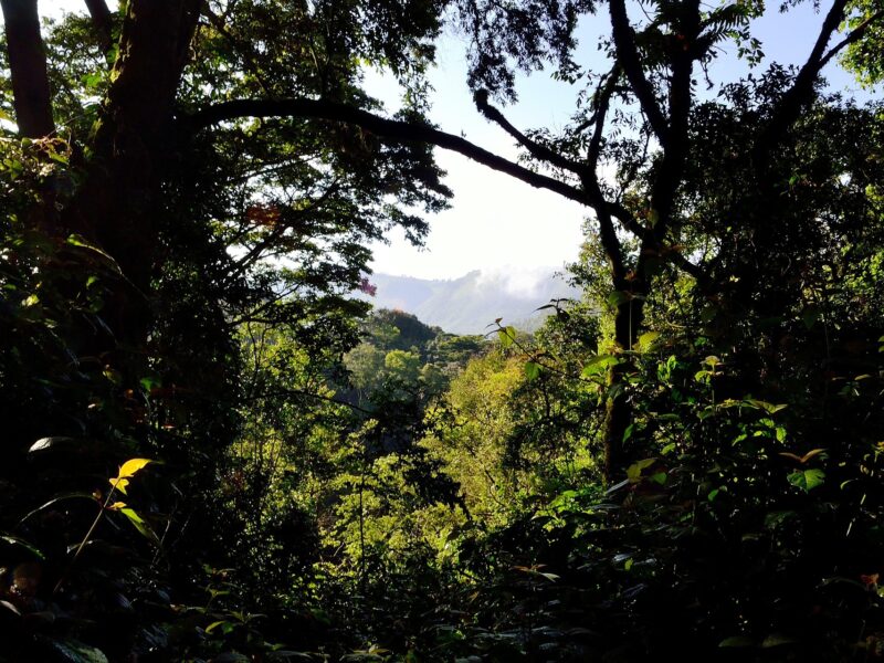 Why Bwindi Impenetrable National Park Is Called “Impenetrable”