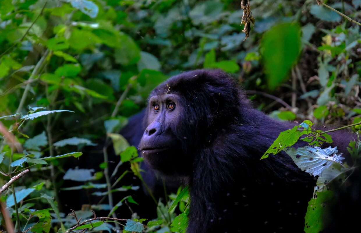 Wildlife in Nyungwe National Park