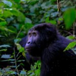 Wildlife in Nyungwe National Park