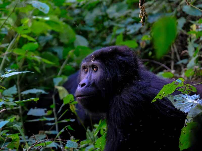 Wildlife in Nyungwe National Park