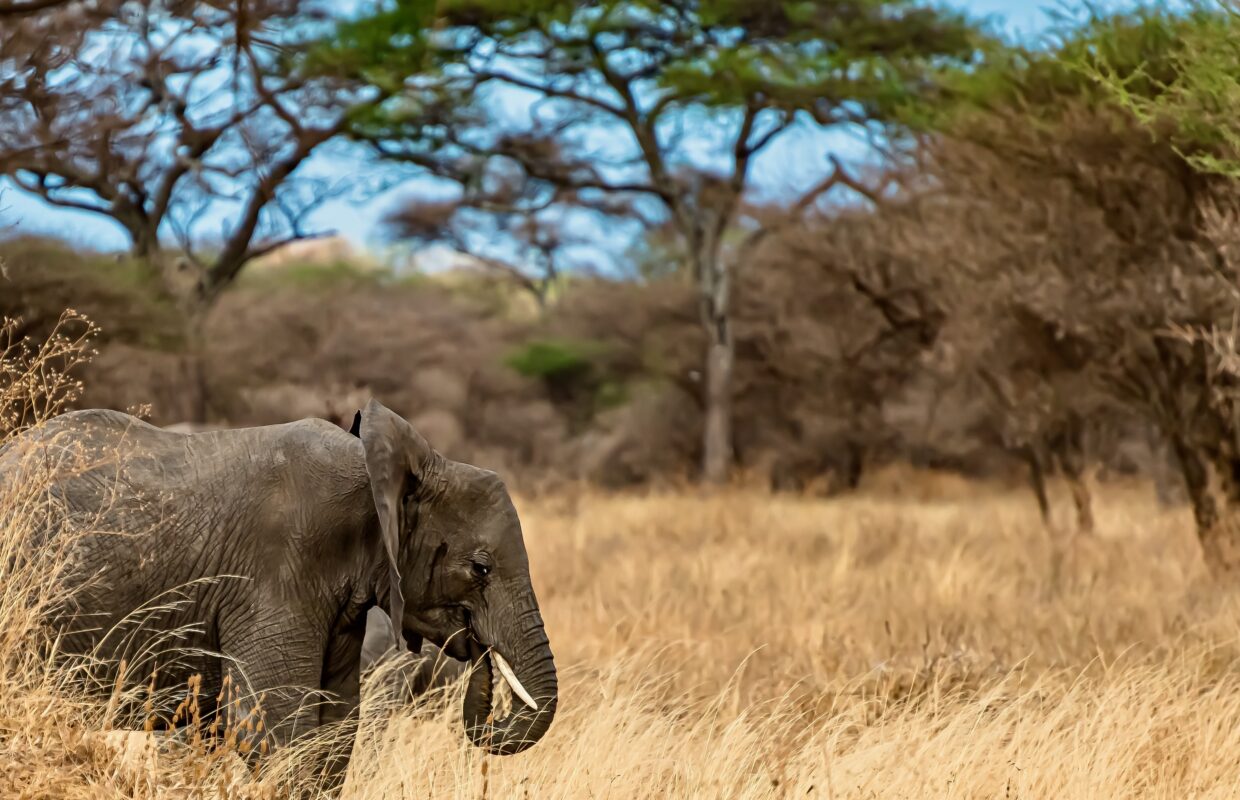 Kibale Forest Elephants