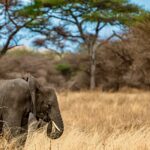 Kibale Forest Elephants