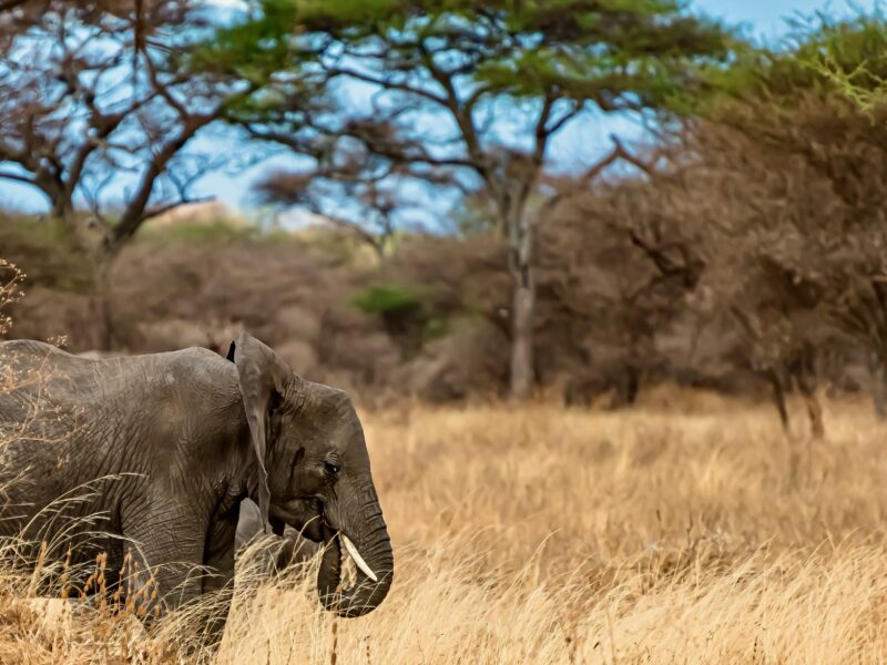 Kibale Forest Elephants