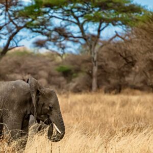 Kibale Forest Elephants