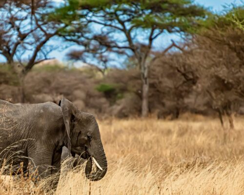 Kibale Forest Elephants