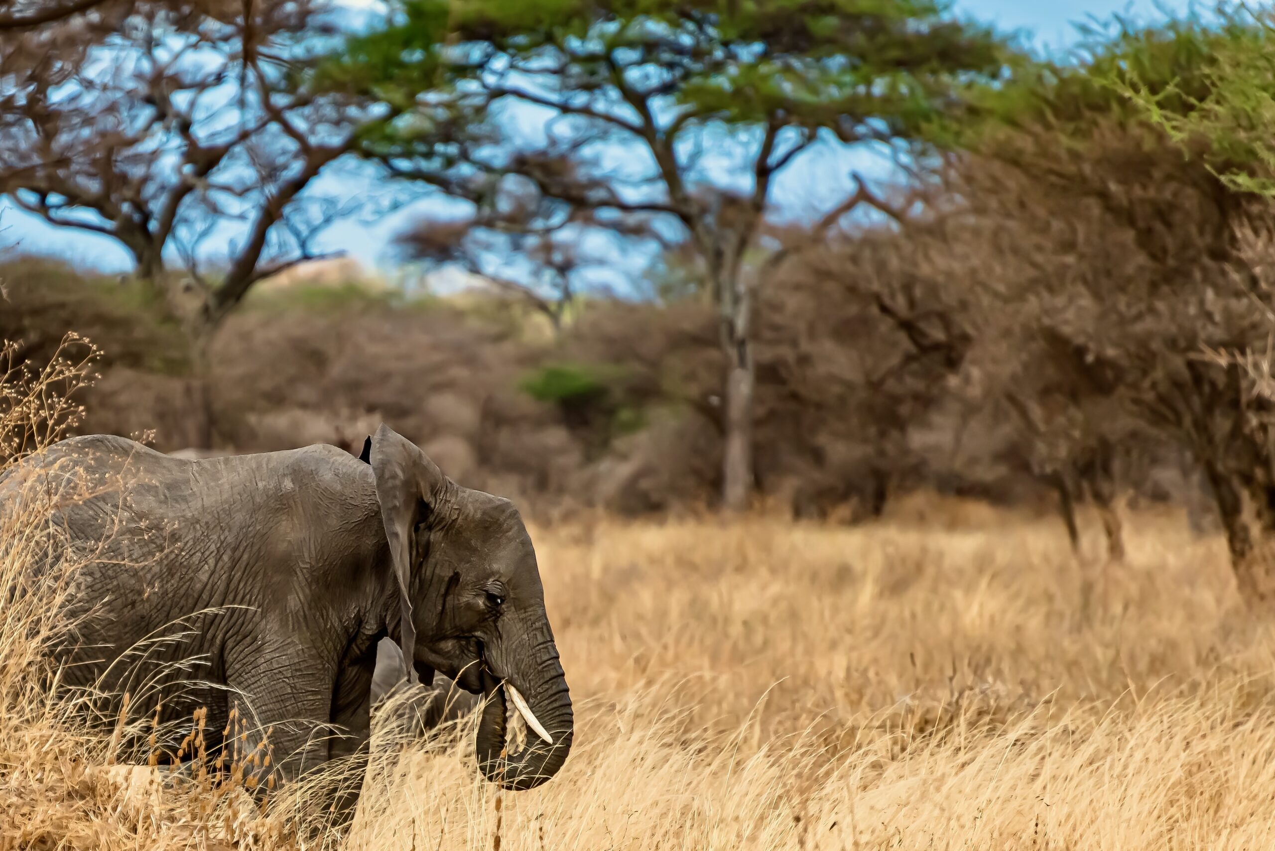 Great Migration Safaris