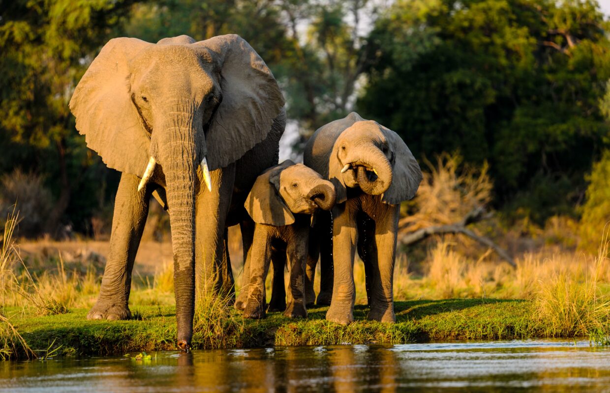 Night Drives in Queen Elizabeth National Park