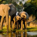 Night Drives in Queen Elizabeth National Park
