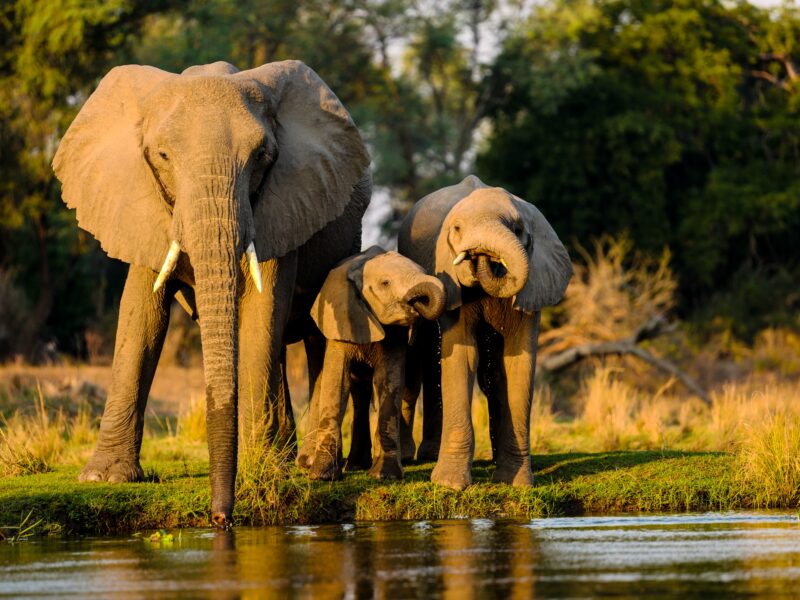 Night Drives in Queen Elizabeth National Park