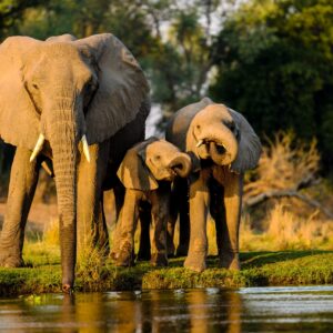 Night Drives in Queen Elizabeth National Park